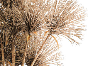 Small bouquet of dried flowers in a vase with hogweed 324 Model 3D
