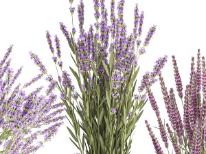 Set of bouquets of wild flowers vase lavender sage 327 3D Model