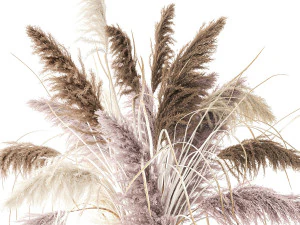 Buqu&ecirc; de flores secas vaso cortaderia pampas brancas 338 Modelo 3D