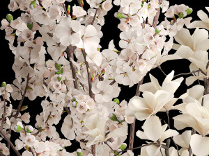 White sakura bouquet cherry blossoms Magnolia 340 3D-Modell
