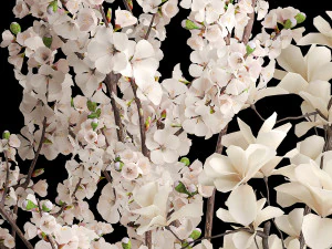 Bukiet białej sakury z kwiatami wiśni Magnolia 340 Model 3D