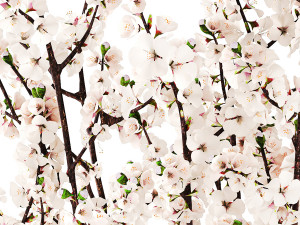White bouquet of sakura cherry blossom branches 345 3D Model