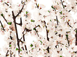 White bouquet of sakura cherry blossom branches 345 3D Model