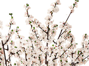 White bouquet of sakura cherry blossom branches 345 3D Model
