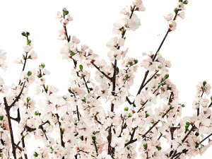 White bouquet of sakura cherry blossom branches 345 3D Model