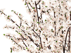 White bouquet of sakura cherry blossom branches 345 3D Model