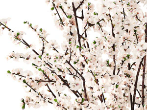 White bouquet of sakura cherry blossom branches 345 3D Model