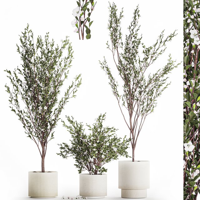 Flowering trees white sakura cherry outdoor pot 1471 Modèle 3D .c4d .max .obj .3ds .fbx .stl .blend 