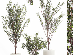 Flowering trees white sakura cherry outdoor pot 1471 3D Model