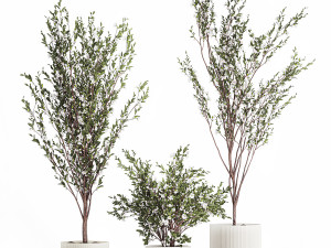 Flowering trees white sakura cherry outdoor pot 1471 Modèle 3D