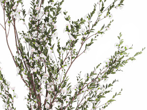 Flowering trees white sakura cherry outdoor pot 1471 Modèle 3D
