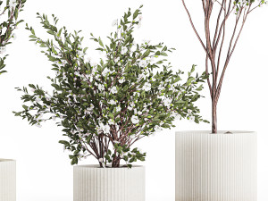Flowering trees white sakura cherry outdoor pot 1471 Modèle 3D