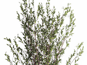Flowering trees white sakura cherry outdoor pot 1471 Modèle 3D