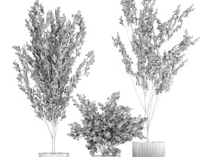 Flowering trees white sakura cherry outdoor pot 1471 Modèle 3D