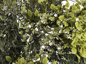 Lush bouquet of cherry blossom branches with sakura leaves 348 3D Модель