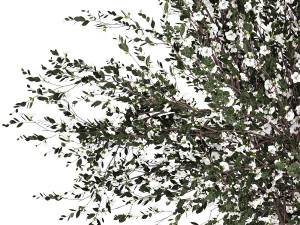 Lush bouquet of branches of blossoming cherry sakura flowers 351 Modelo 3D