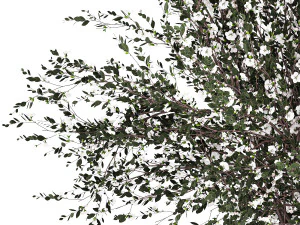 Lush bouquet of branches of blossoming cherry sakura flowers 351 3D Model