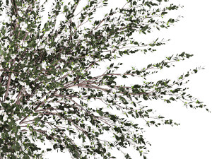 Lush bouquet of branches of blossoming cherry sakura flowers 351 Modelo 3D