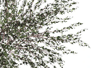 Lush bouquet of branches of blossoming cherry sakura flowers 351 3D Model