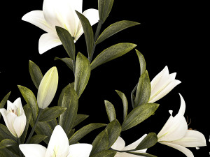 White bouquets of flowers hydrangea lilies glass vase 355 3D 模型