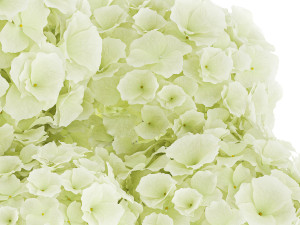 Small minimalist flower bouquet hydrangea vase 359 Modelo 3D