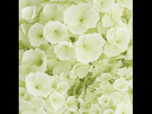 Small minimalist flower bouquet hydrangea vase 359 Modelo 3D