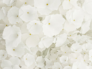 Small bouquet of white hydrangea flowers in a glass vase 362 Modelo 3D