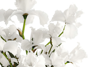 Realistic bouquet of white Iris flowers in a glass vase 365 3D 模型