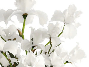 Realistic bouquet of white Iris flowers in a glass vase 365 3D Model