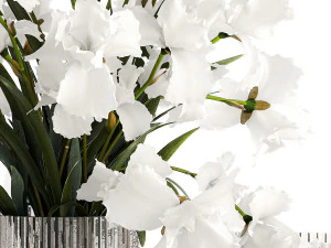 Realistic bouquet of white Iris flowers in a glass vase 365 3D Model