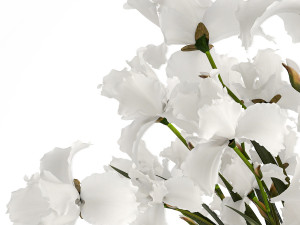 Realistic bouquet of white Iris flowers in a glass vase 365 3D 模型