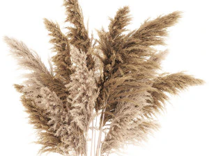 Buqu&ecirc; de flores secas em vaso com cortaderia pampas 366 Modelo 3D