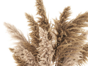 Bouquet of dried flowers in a vase with cortaderia pampas 366 3D Модель