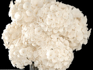 Solemn bouquet of white hydrangea flowers in a vase 367 3D Model