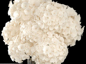 Solemn bouquet of white hydrangea flowers in a vase 367 3D Model