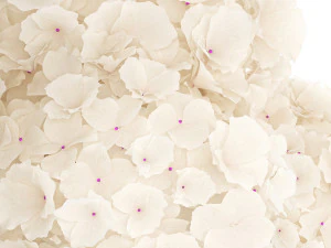 Solemn bouquet of white flowers in a vase with hydrangea 370 3D Model