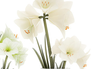 Set Of Bouquets Of White Flowers Hippeastrum Vase 372 3D Модель