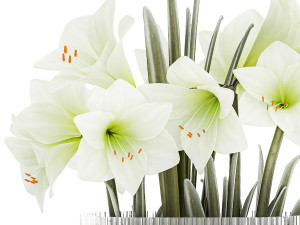 Set Of Bouquets Of White Flowers Hippeastrum Vase 372 3D Модель