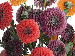 Set of bouquets of flowers chrysanthemum Dahlias vase 373 3D Model