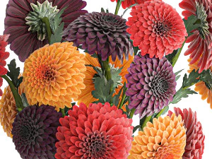 Set of bouquets of flowers chrysanthemum Dahlias vase 373 3D Model