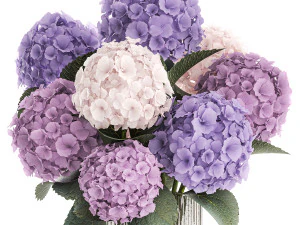 Beautiful bouquets of hydrangea flowers in a glass vase 374 3D Model
