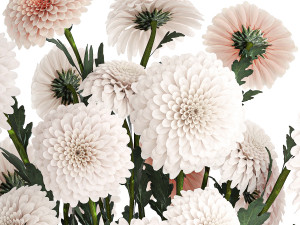 Set of white bouquets of flowers Chrysanthemum Dahlias 375 Model 3D