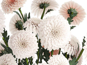 白い花束のセット 菊 ダリア 375 3Dモデル