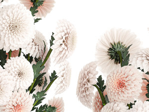 Set of white bouquets of flowers Chrysanthemum Dahlias 375 Model 3D