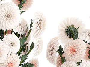 白い花束のセット 菊 ダリア 375 3Dモデル