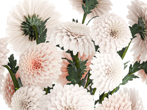 Set of white bouquets of flowers Chrysanthemum Dahlias 375 Model 3D