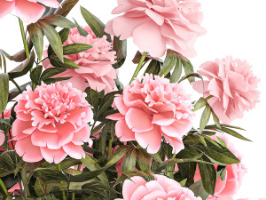 Bouquet of pink peonies flowers in a glass vase 378 3D Model