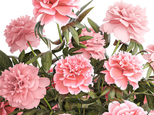 Bouquet of pink peonies flowers in a glass vase 378 3D Model