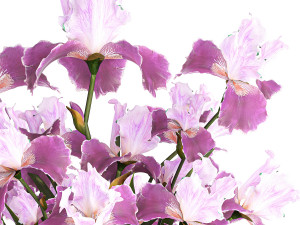 Solemn bouquet of purple Iris flowers in a glass vase 379 Modelo 3D