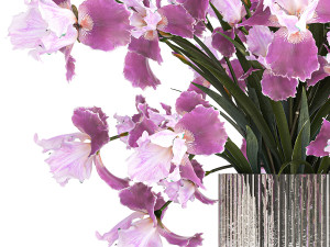 Solemn bouquet of purple Iris flowers in a glass vase 379 Modelo 3D